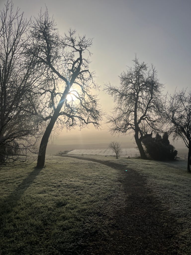 Bäume und rauhreifüberzogene Wiese mit Weg im Gegenlicht